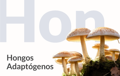 Hongos Adaptógenos